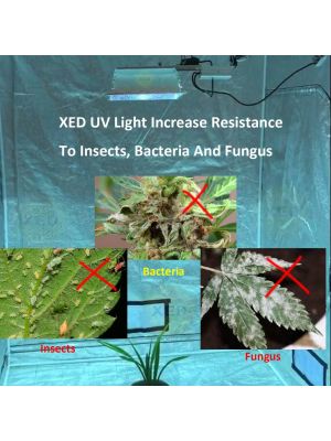 150W XED UV Grow Light, Real UV Grow LIGHT With UVA, UVB & Full Spectrum Photons